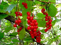 Schisandra chinensis (Turcz.) Baill.