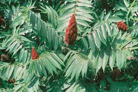 RHUS TYPHINA (L.)