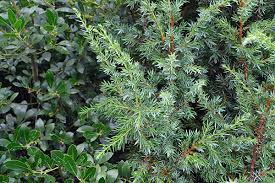 Juniperus communis