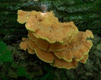 Laetiporus sulphureus