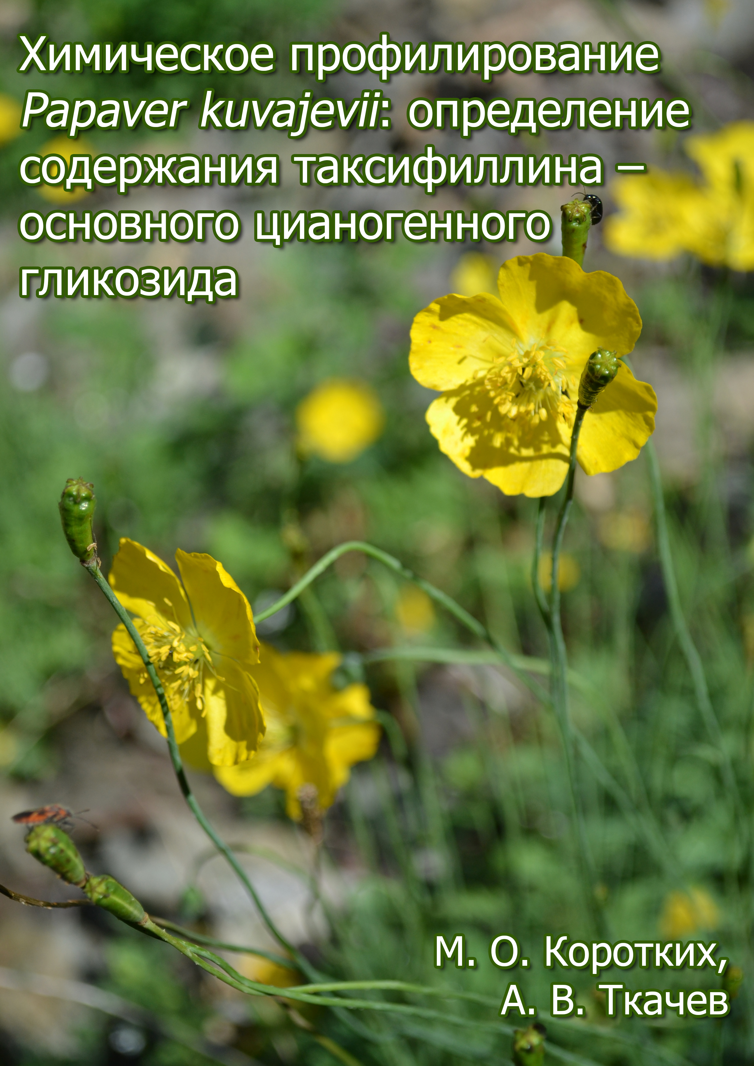 Химическое профилирование Papaver kuvajevii: определение содержания таксифиллина – основного цианогенного гликозида